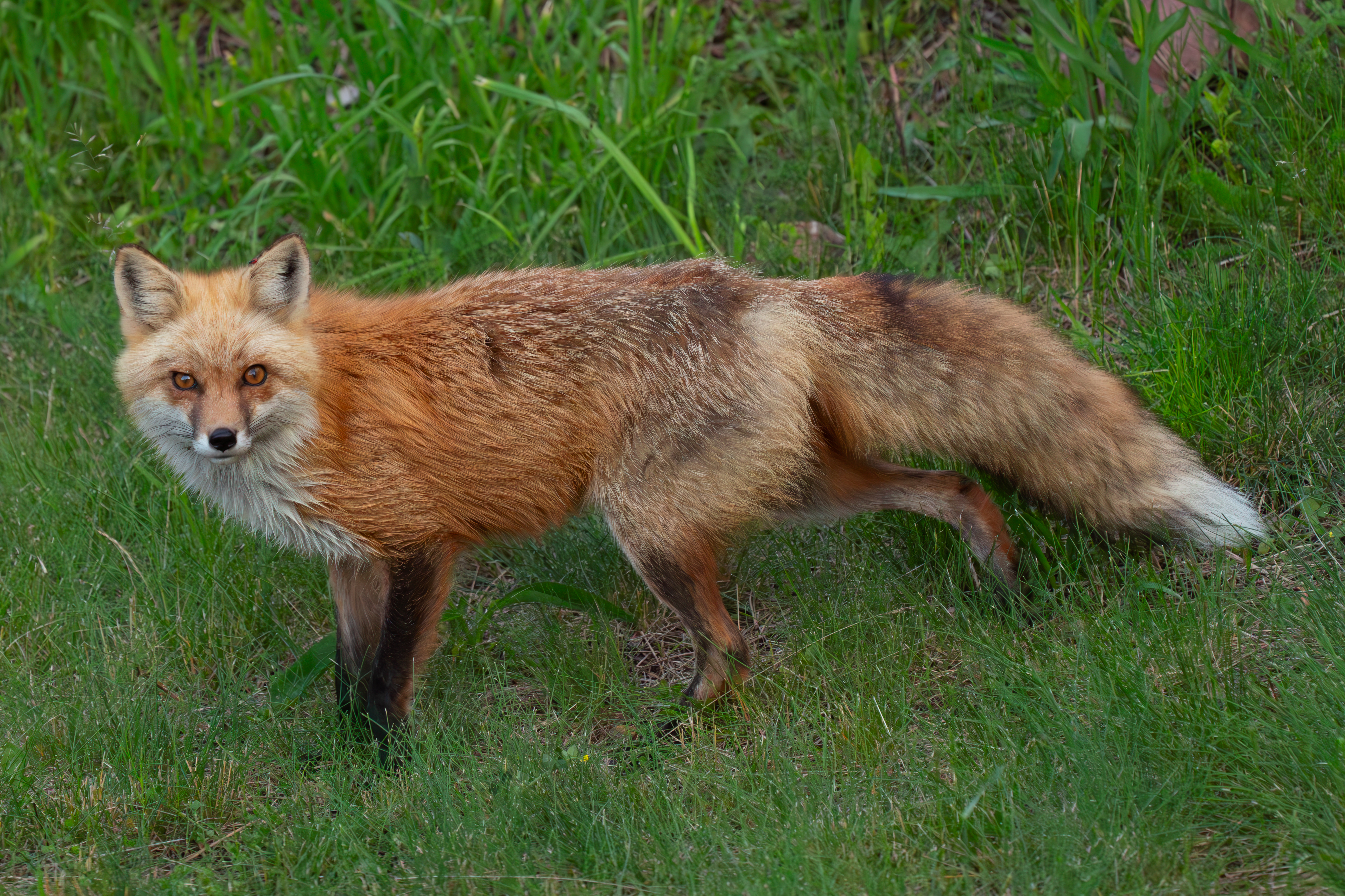A red fox standing in green grass, looking back at the camera