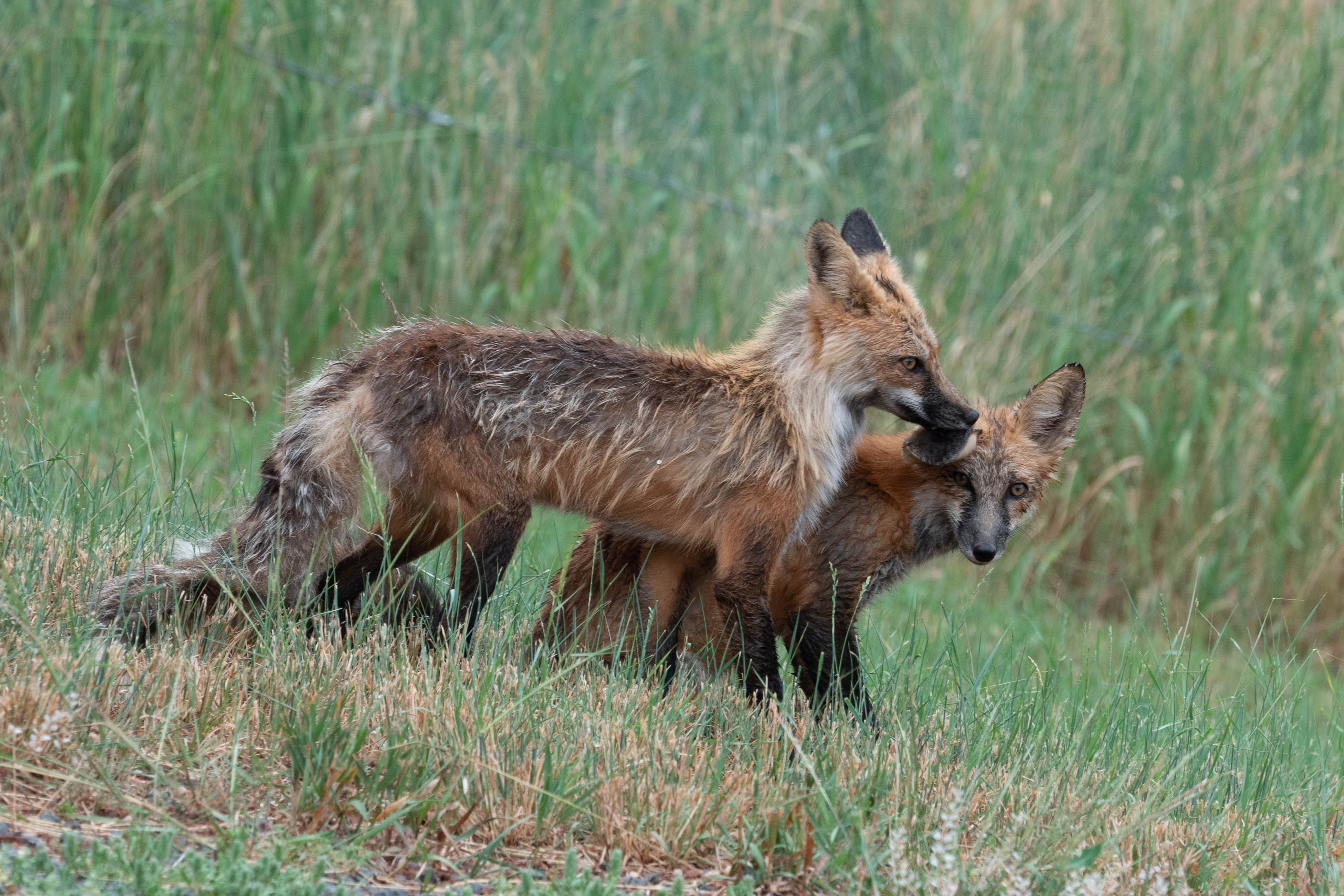 Two subadult foxes, one grooming the other after a storm.
