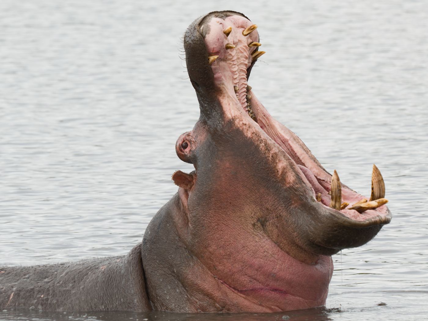 A hippopotamus in the water with its mouth wide open, tusks showing