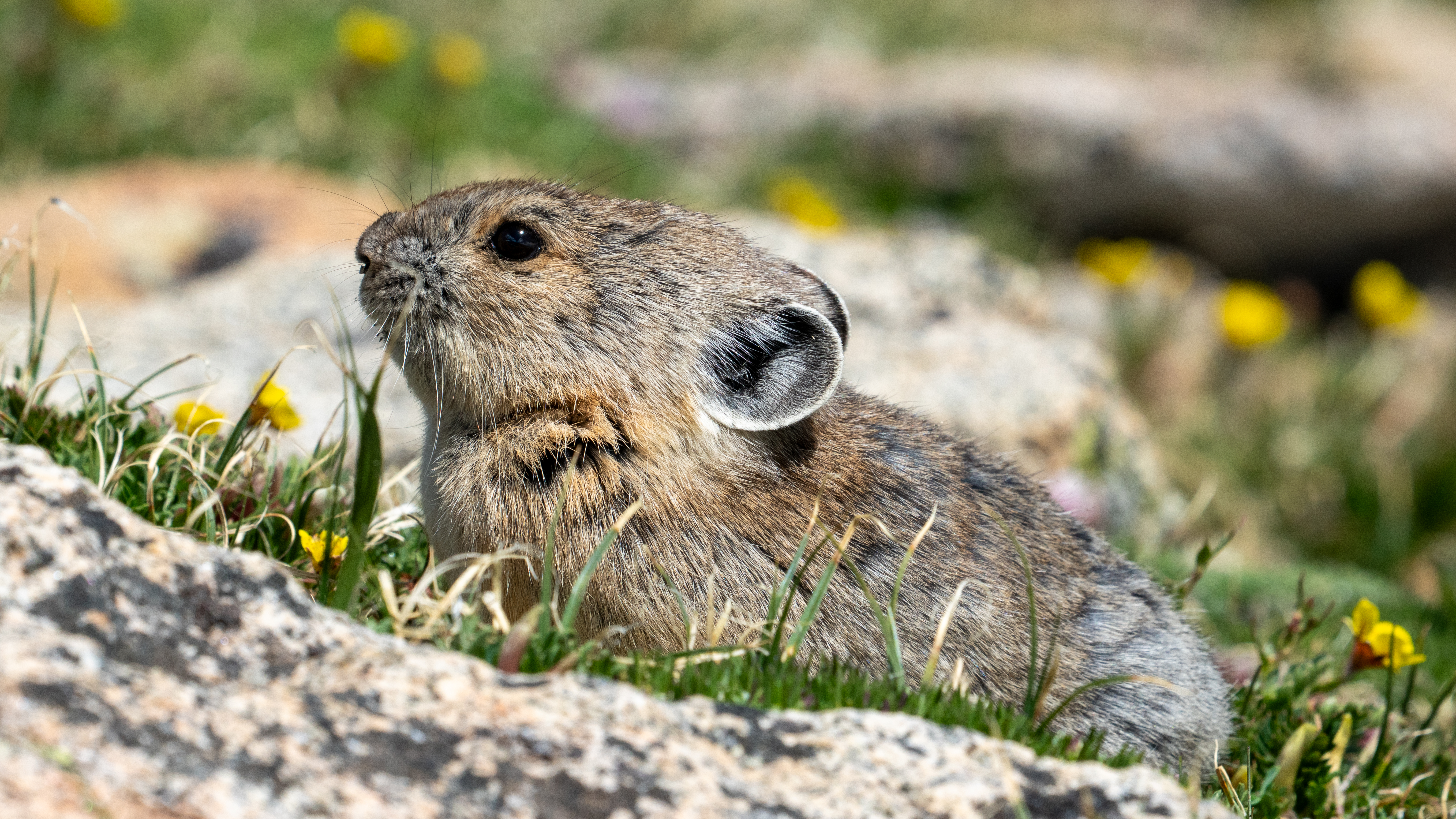 An American pika in the alpine tundra of Colorado